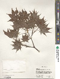 Acer palmatum var. amoenum image