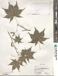 Acer palmatum image