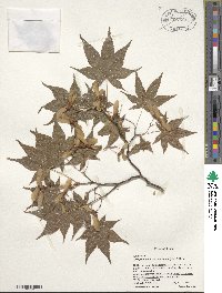 Acer palmatum var. amoenum image