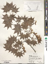 Acer palmatum var. amoenum image