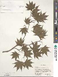 Acer palmatum var. amoenum image