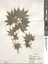 Acer palmatum image