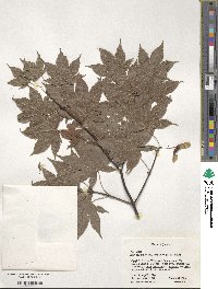 Acer palmatum var. amoenum image