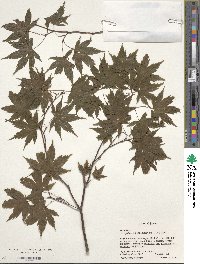 Acer palmatum var. amoenum image