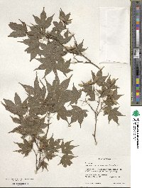 Acer palmatum var. amoenum image