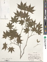 Acer palmatum var. amoenum image