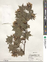 Acer palmatum var. amoenum image