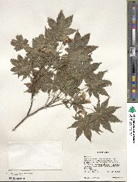 Acer palmatum var. amoenum image