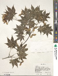 Acer palmatum var. amoenum image