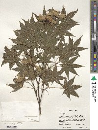 Acer palmatum var. amoenum image