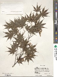 Acer palmatum image