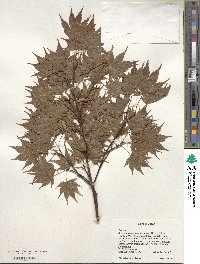 Acer palmatum var. amoenum image