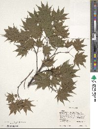 Acer palmatum image