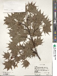 Acer palmatum var. amoenum image