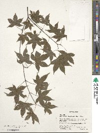 Acer palmatum var. amoenum image