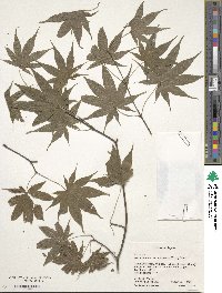 Acer palmatum var. amoenum image