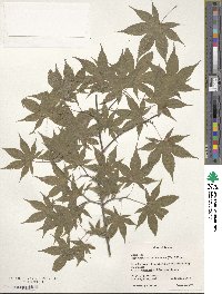 Acer palmatum var. amoenum image