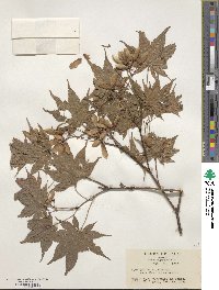 Acer palmatum var. amoenum image