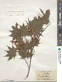 Acer palmatum var. amoenum image