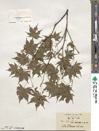 Acer palmatum image