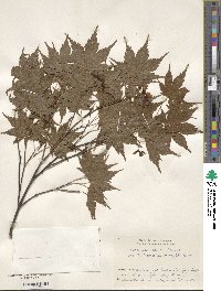 Acer palmatum var. amoenum image