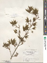 Acer palmatum var. amoenum image