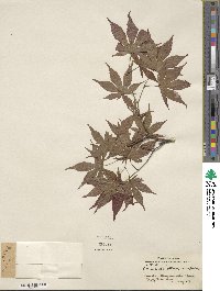 Acer palmatum subsp. palmatum image