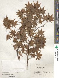 Acer palmatum subsp. palmatum image