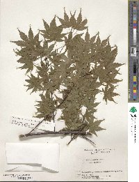 Acer palmatum image