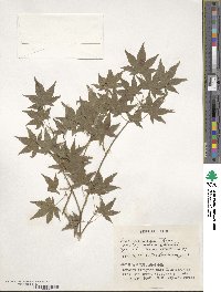 Acer palmatum subsp. palmatum image