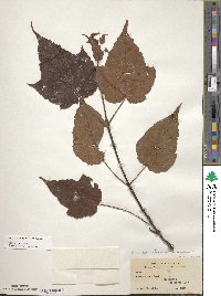 Acer pectinatum image