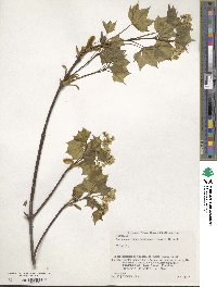 Acer pictum image