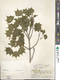 Acer pictum subsp. pictum image