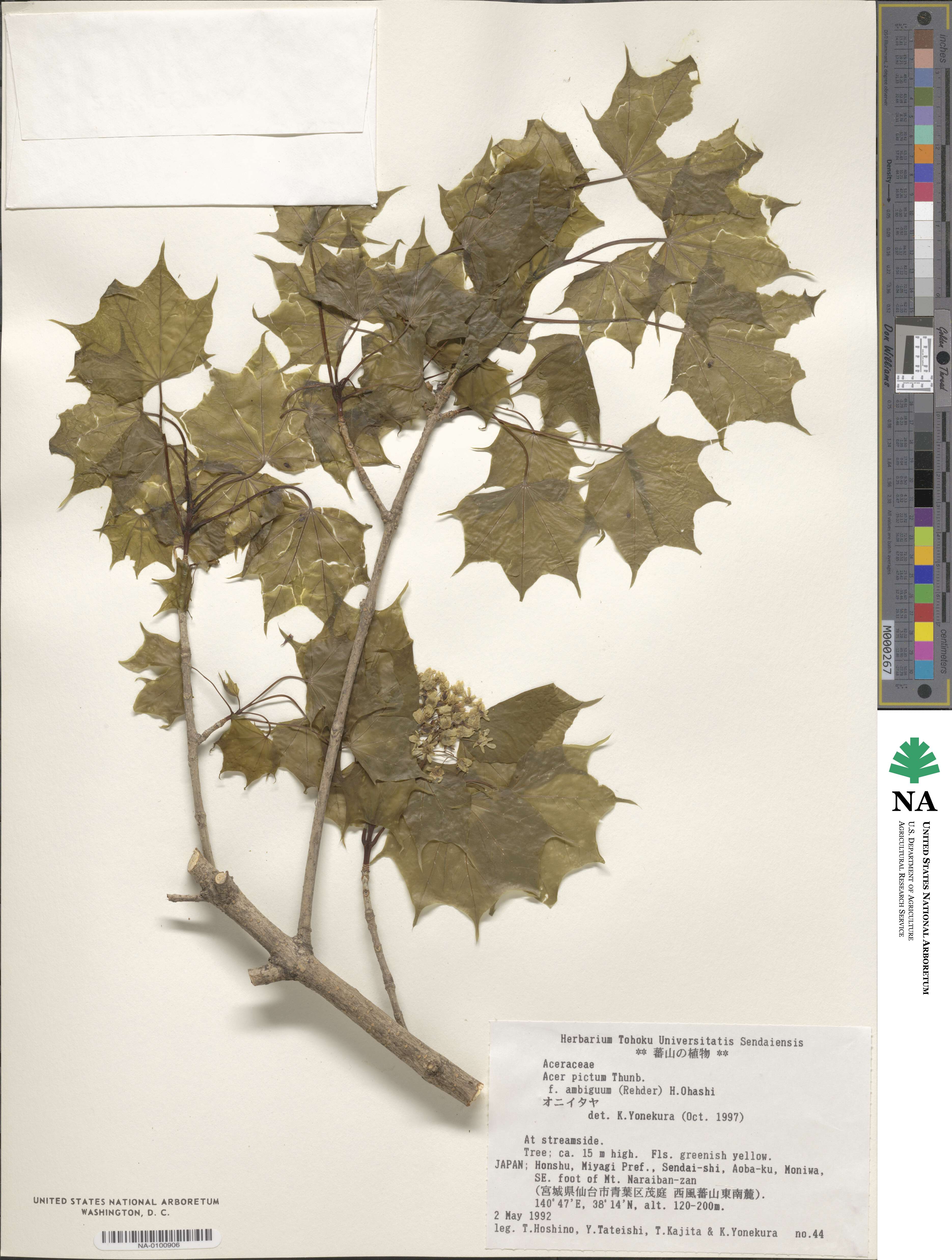 Acer pictum subsp. pictum image