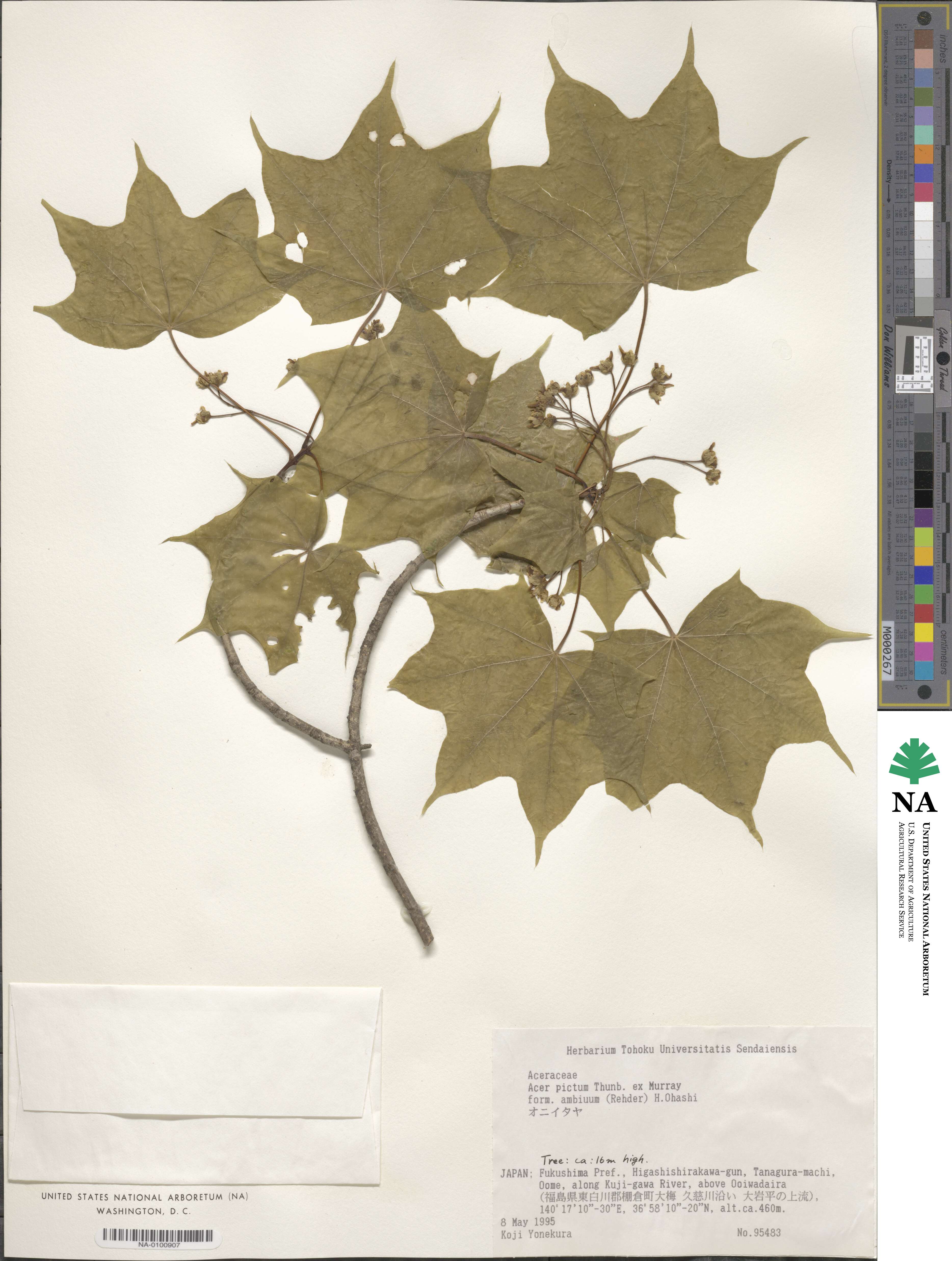 Acer pictum subsp. pictum image