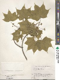 Acer pictum image