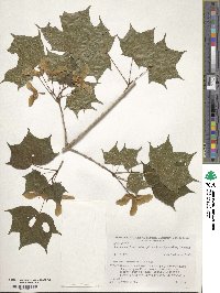 Acer pictum image