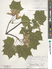 Acer pictum image