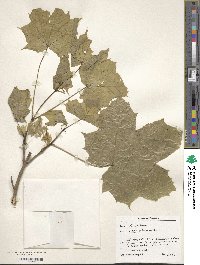 Acer platanoides image