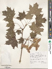 Acer platanoides image