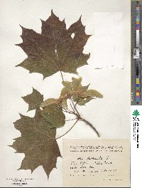 Acer platanoides image