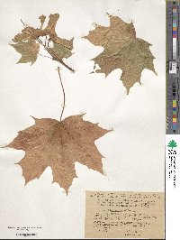 Acer platanoides image