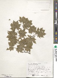 Acer pseudosieboldianum image