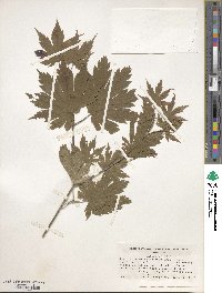 Acer pseudosieboldianum image