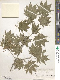 Acer pseudosieboldianum image