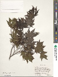 Acer pseudosieboldianum image