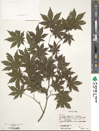 Acer pseudosieboldianum image