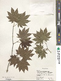 Acer pseudosieboldianum image