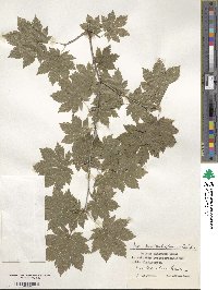 Acer pseudosieboldianum image