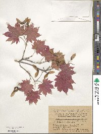 Acer pseudosieboldianum image